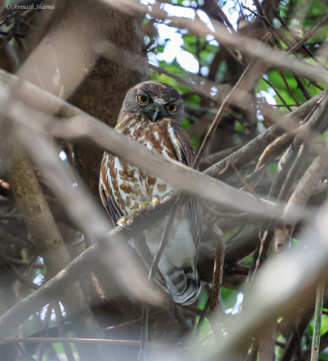 Brown Boobook - ML633714139