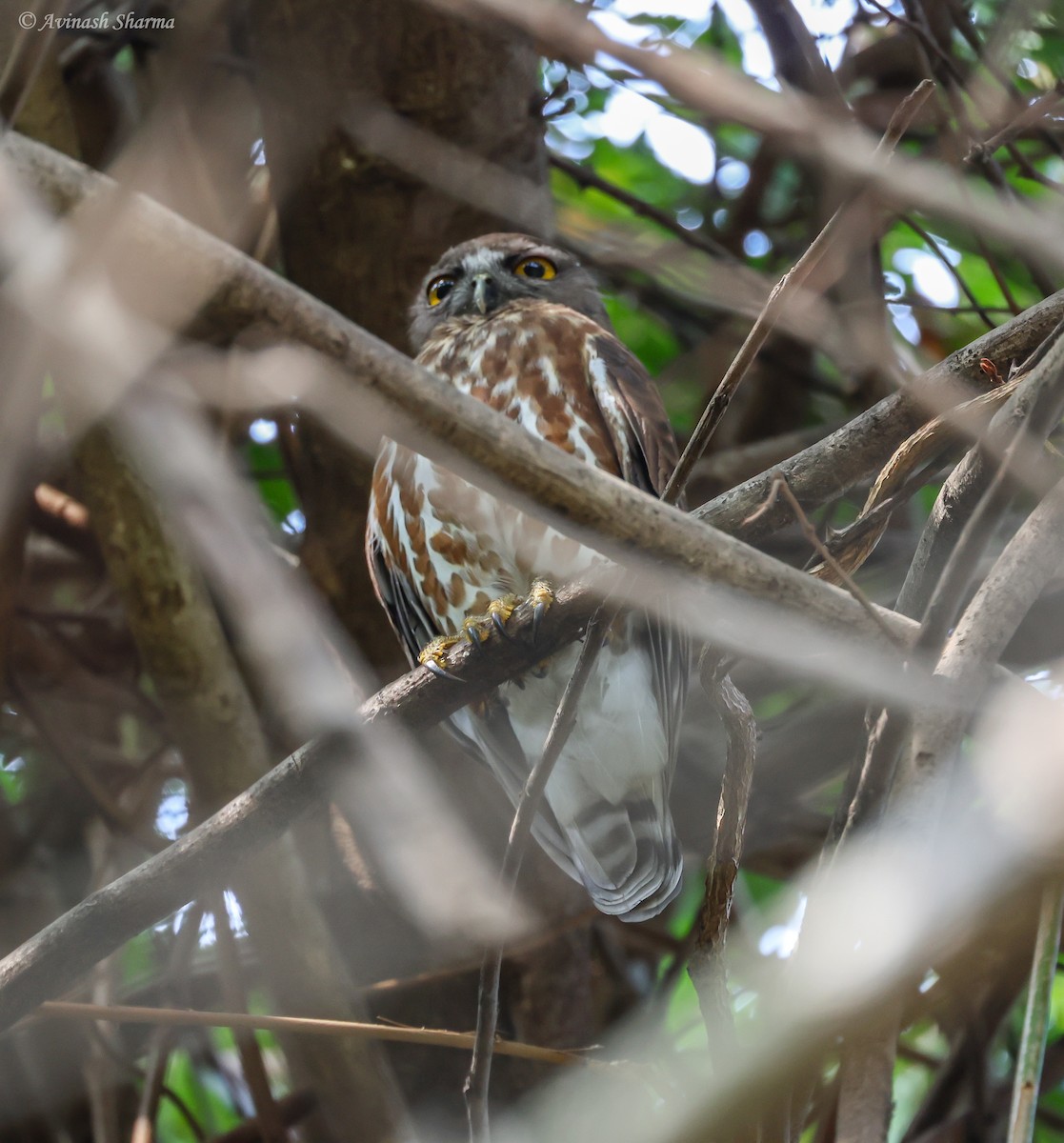 Brown Boobook - ML633714141