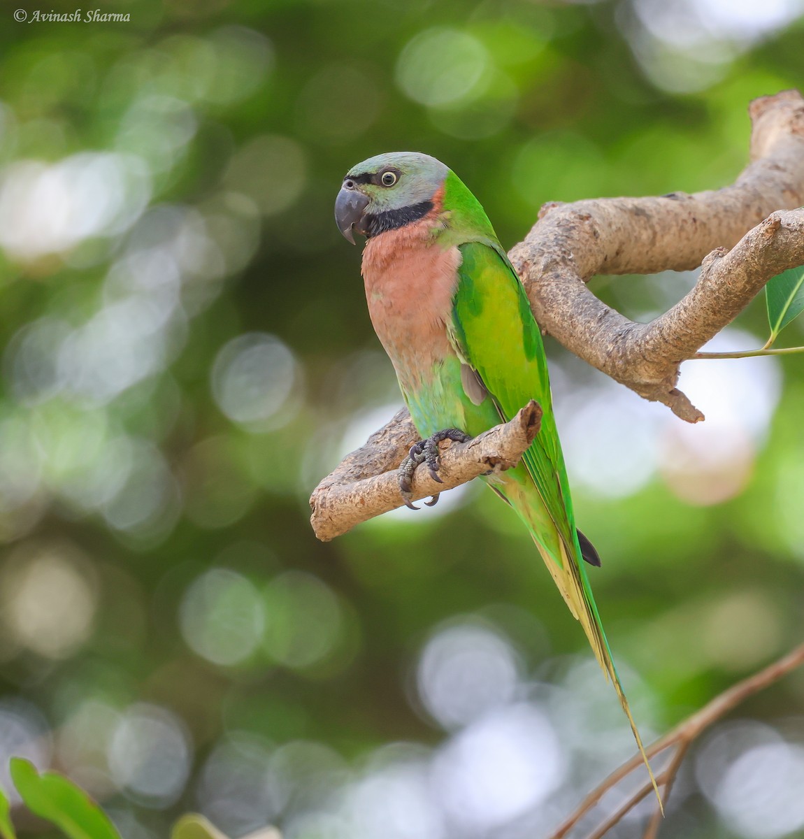 Red-breasted Parakeet - ML633714174