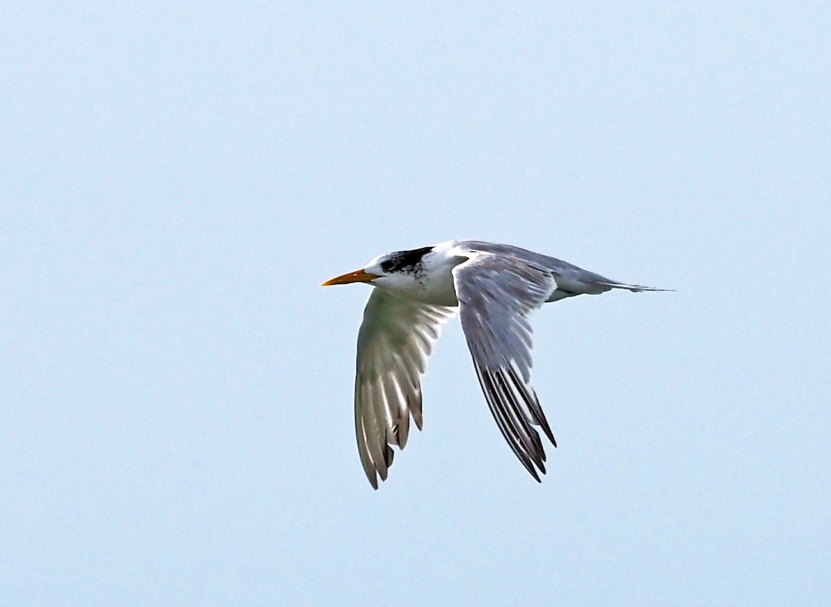 Great Crested Tern - ML633714186