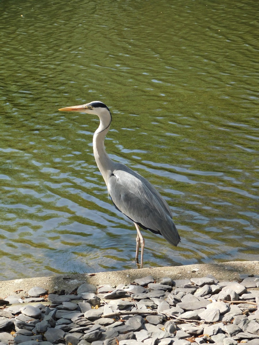 Gray Heron - ML633714187