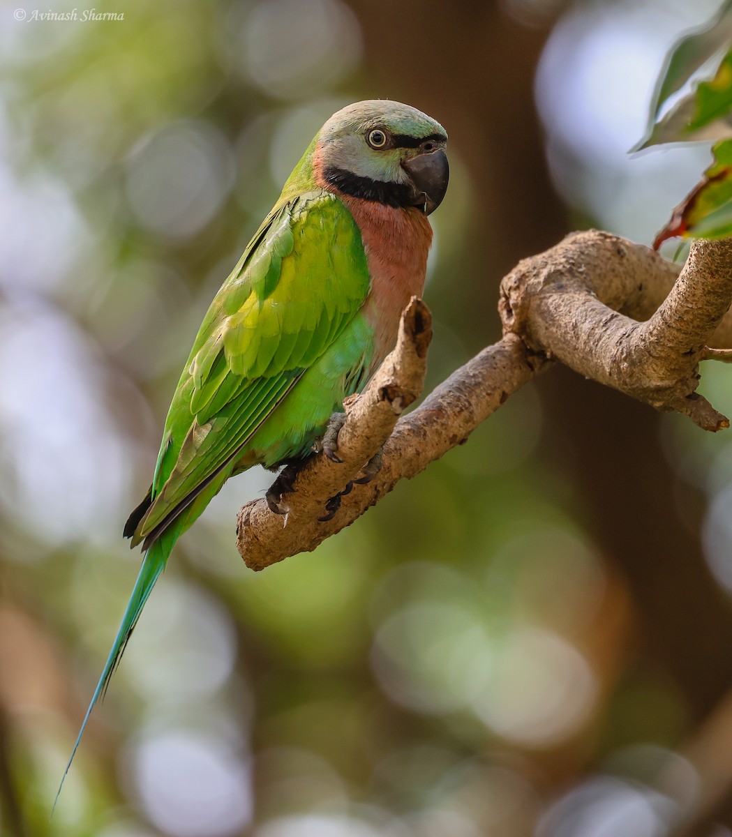 Red-breasted Parakeet - ML633714188
