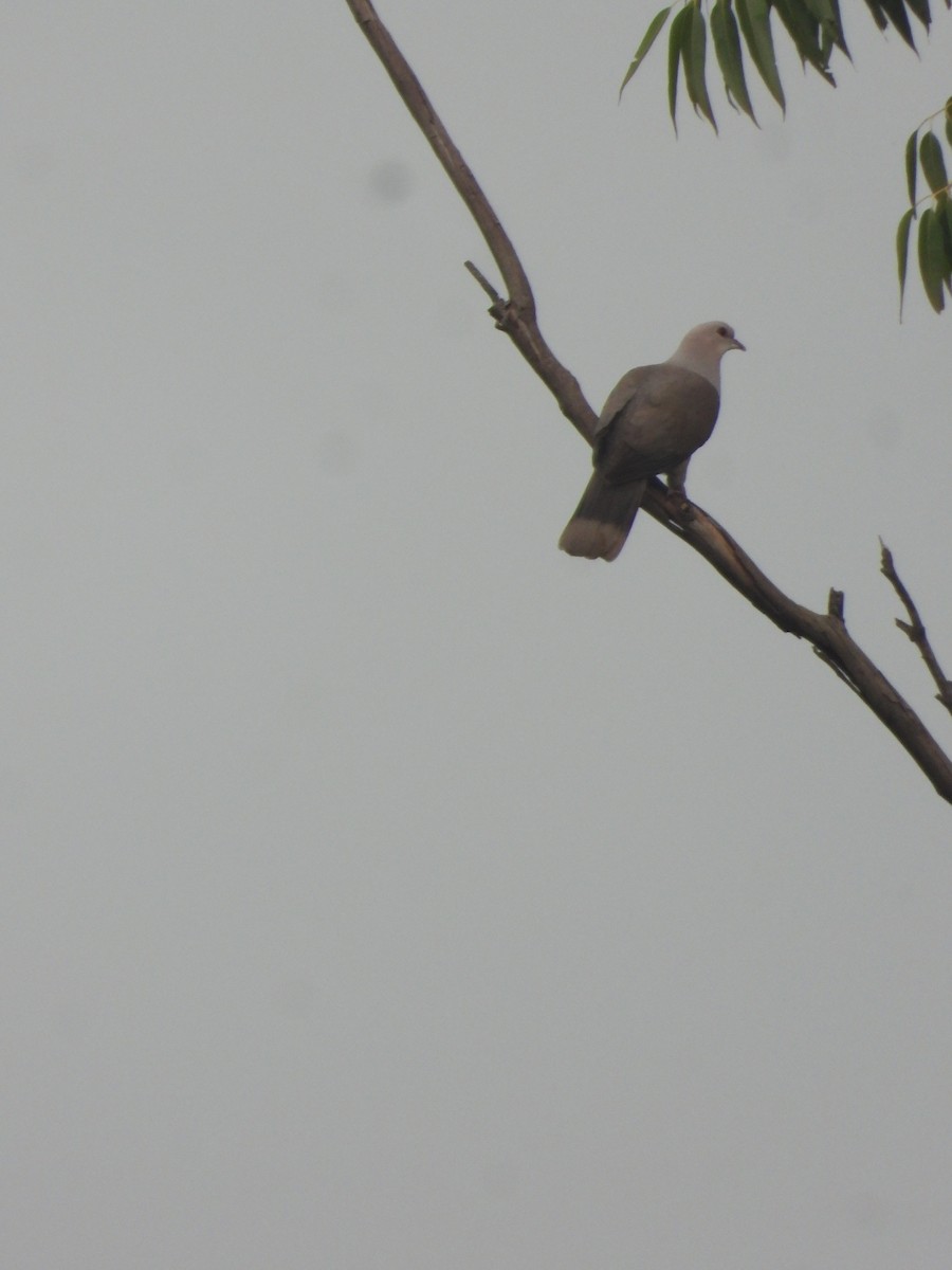 Malabar Imperial-Pigeon - ML633714221