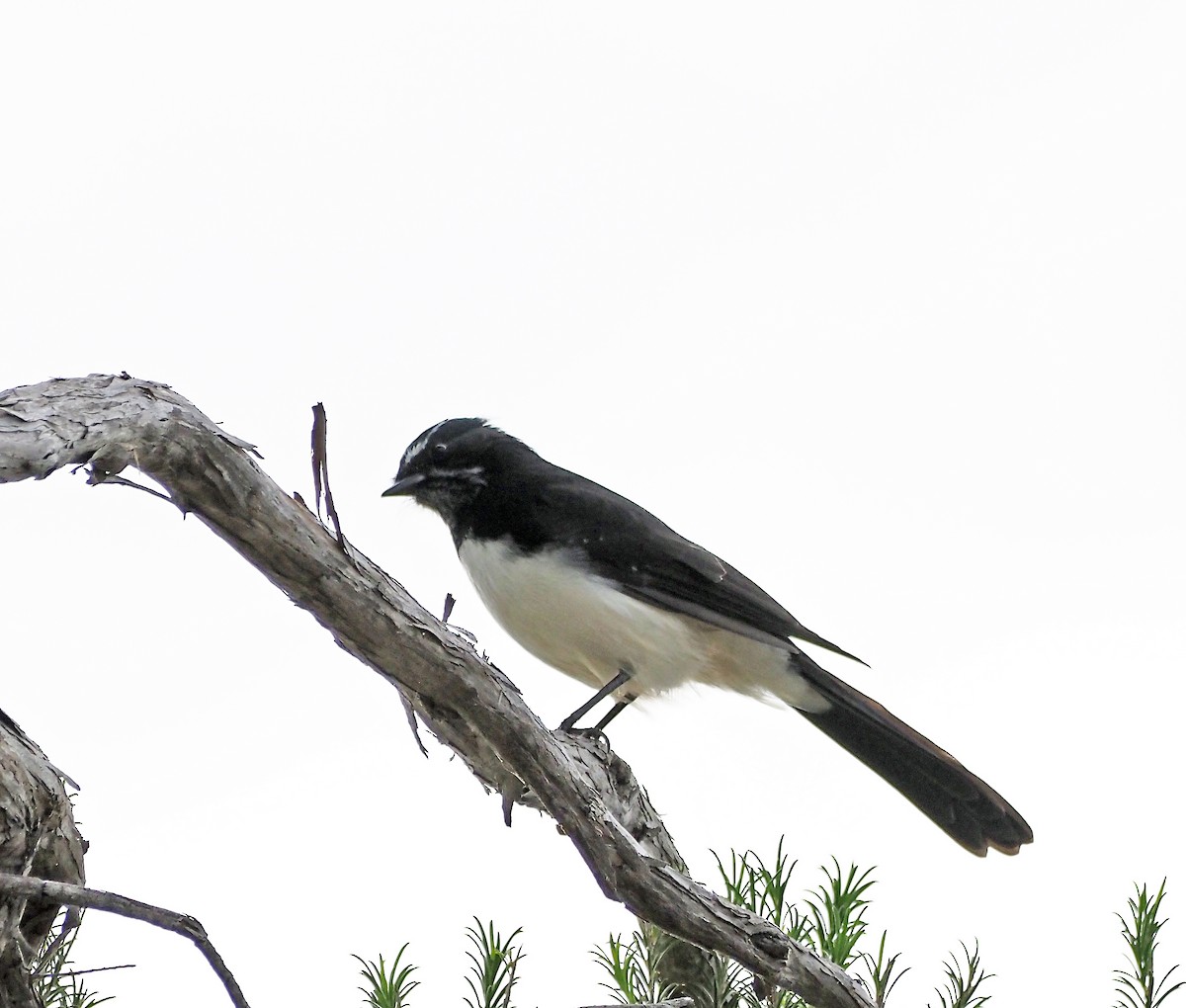 Willie-wagtail - ML633714228