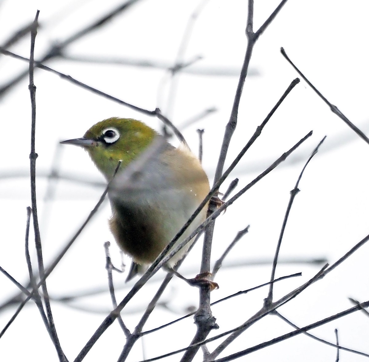 Silvereye - ML633714276