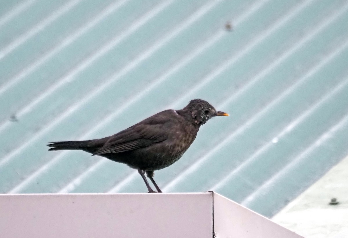 Eurasian Blackbird - ML633714281