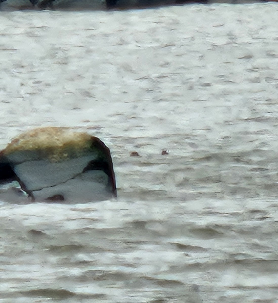 Eurasian Wigeon - ML633714419