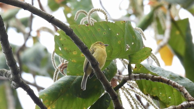 Ochre-lored Flatbill - ML633714578