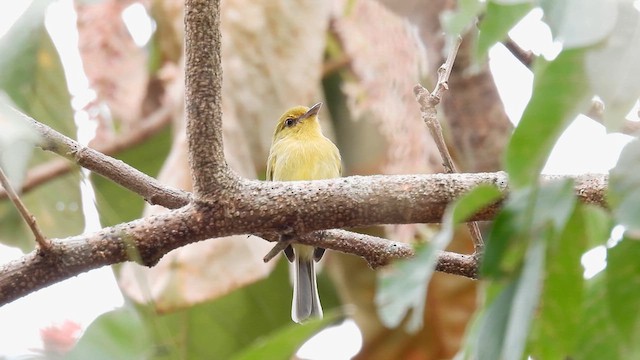 Ochre-lored Flatbill - ML633714640