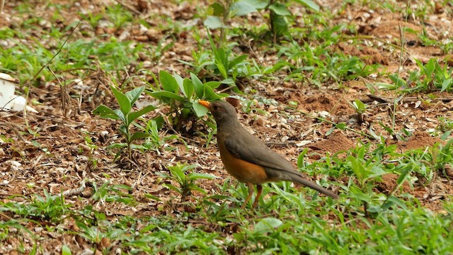 Kurrichane Thrush - ML633714656