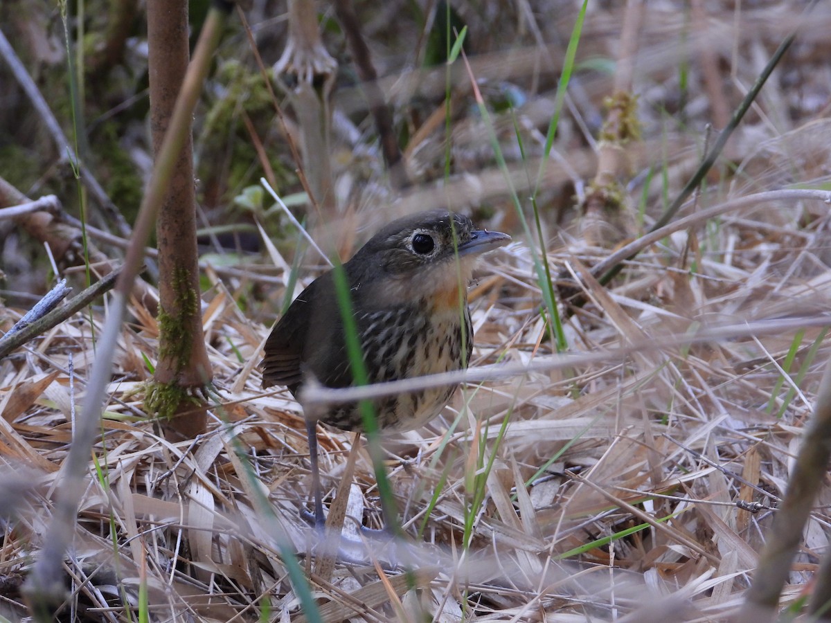 Santa Marta Antpitta - ML633714683