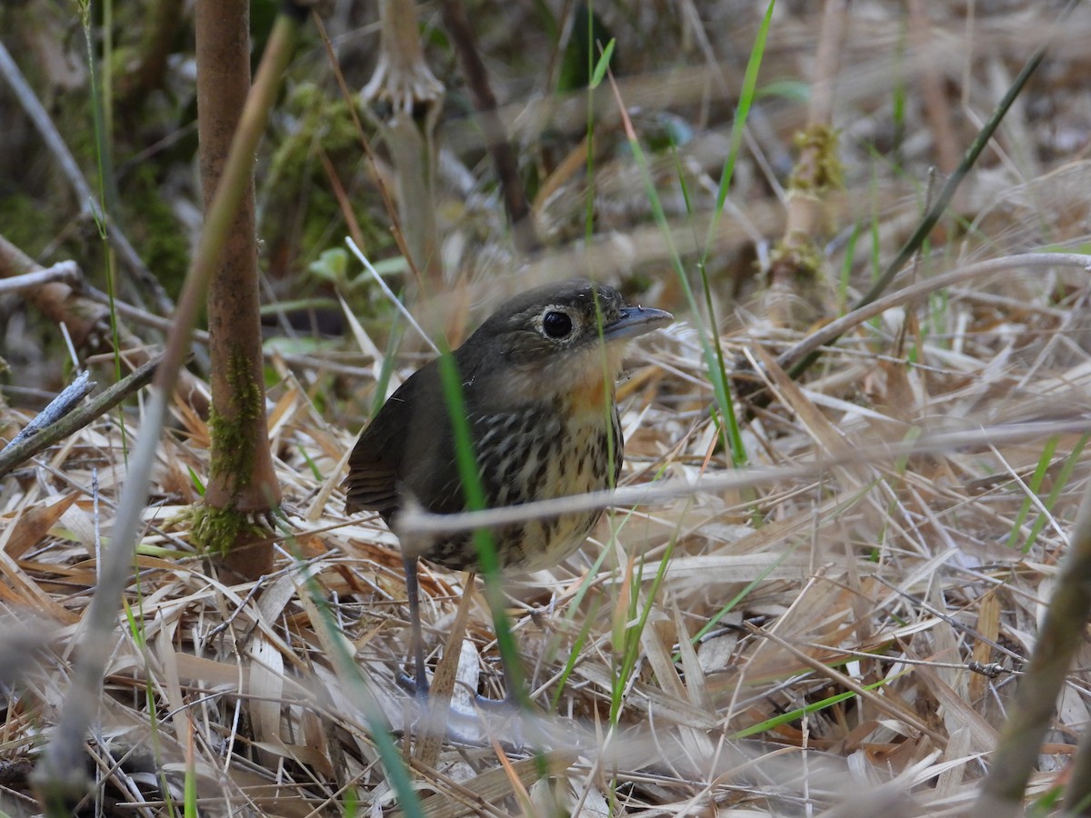 Santa Marta Antpitta - ML633714684
