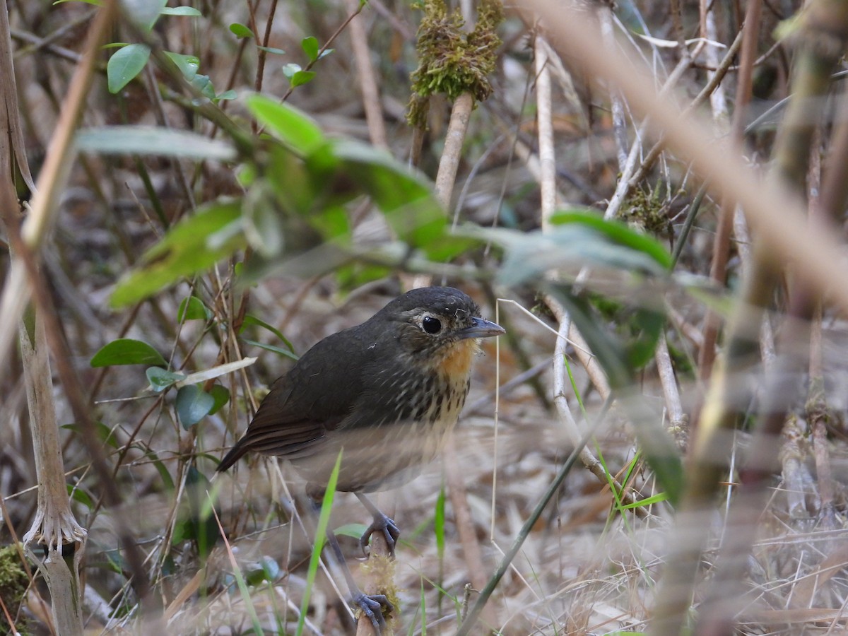 Santa Marta Antpitta - ML633714685