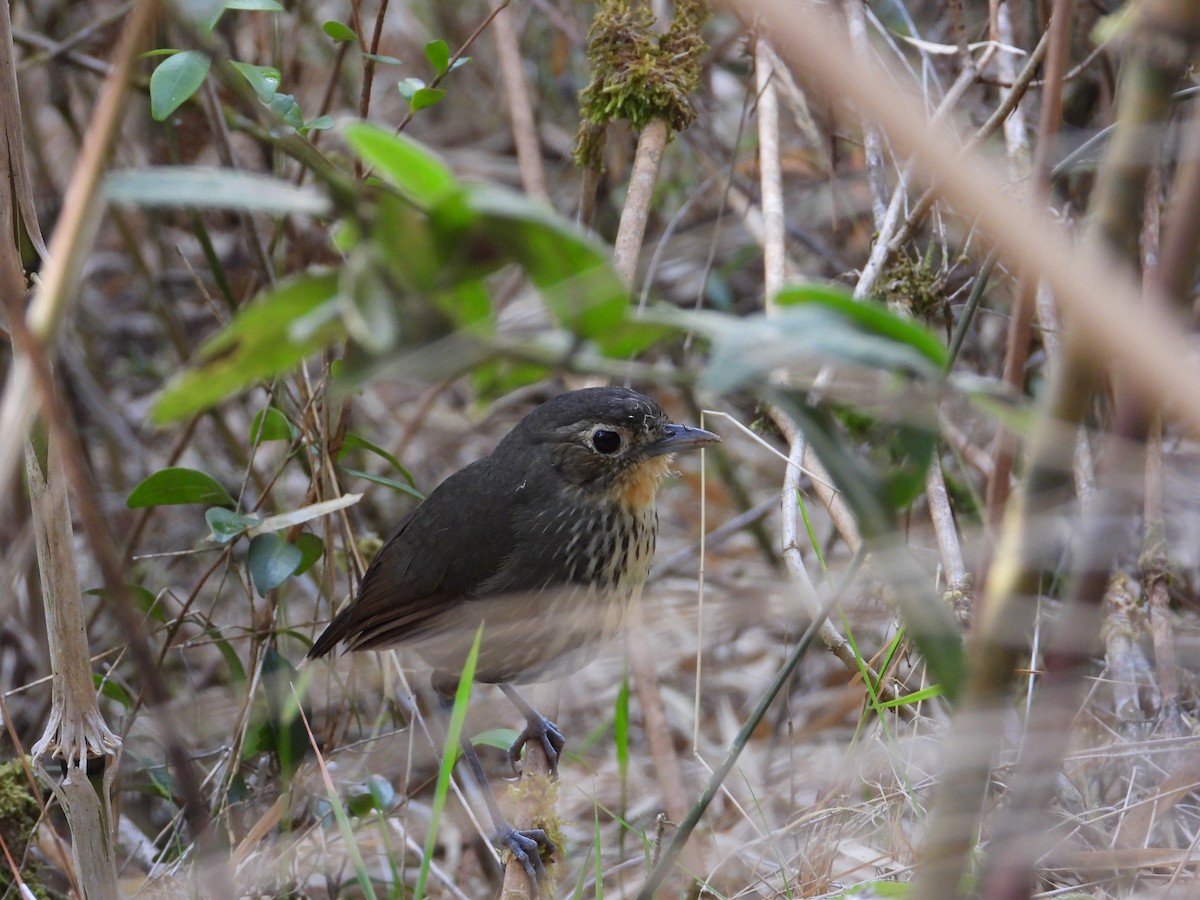 Santa Marta Antpitta - ML633714686