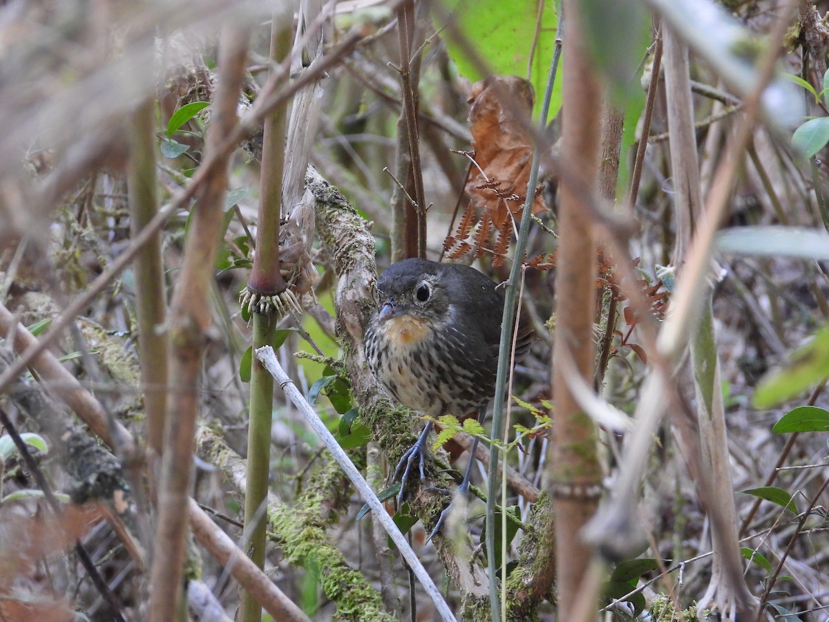 Santa Marta Antpitta - ML633714724
