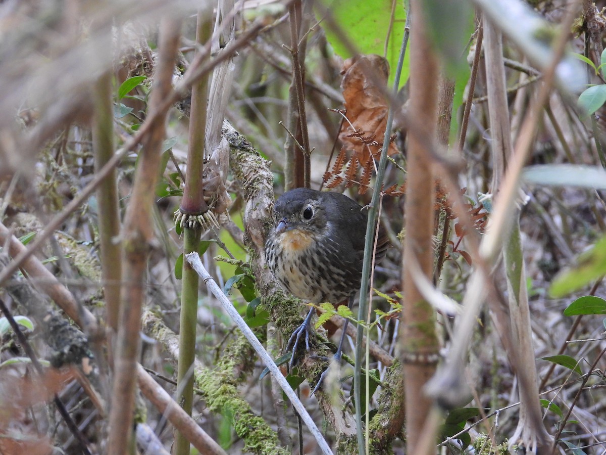Santa Marta Antpitta - ML633714726