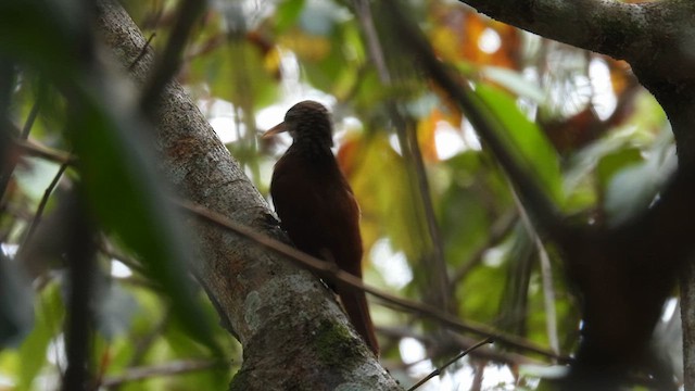 Straight-billed Woodcreeper - ML633714768