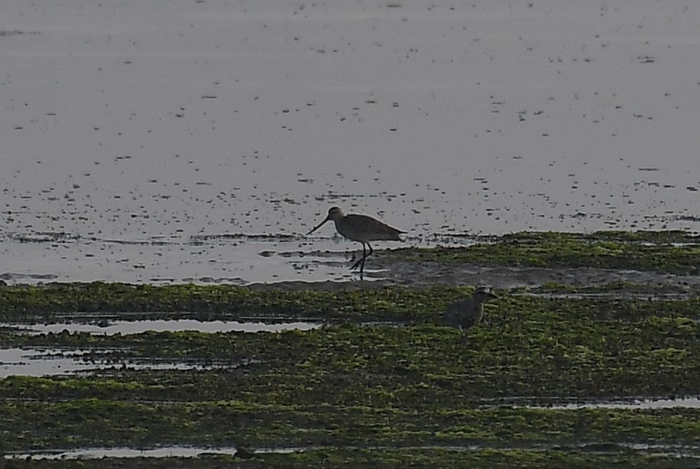 Bar-tailed Godwit - ML633714832
