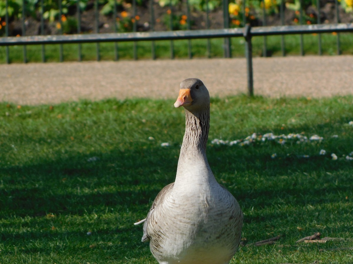 Graylag Goose - ML633714934