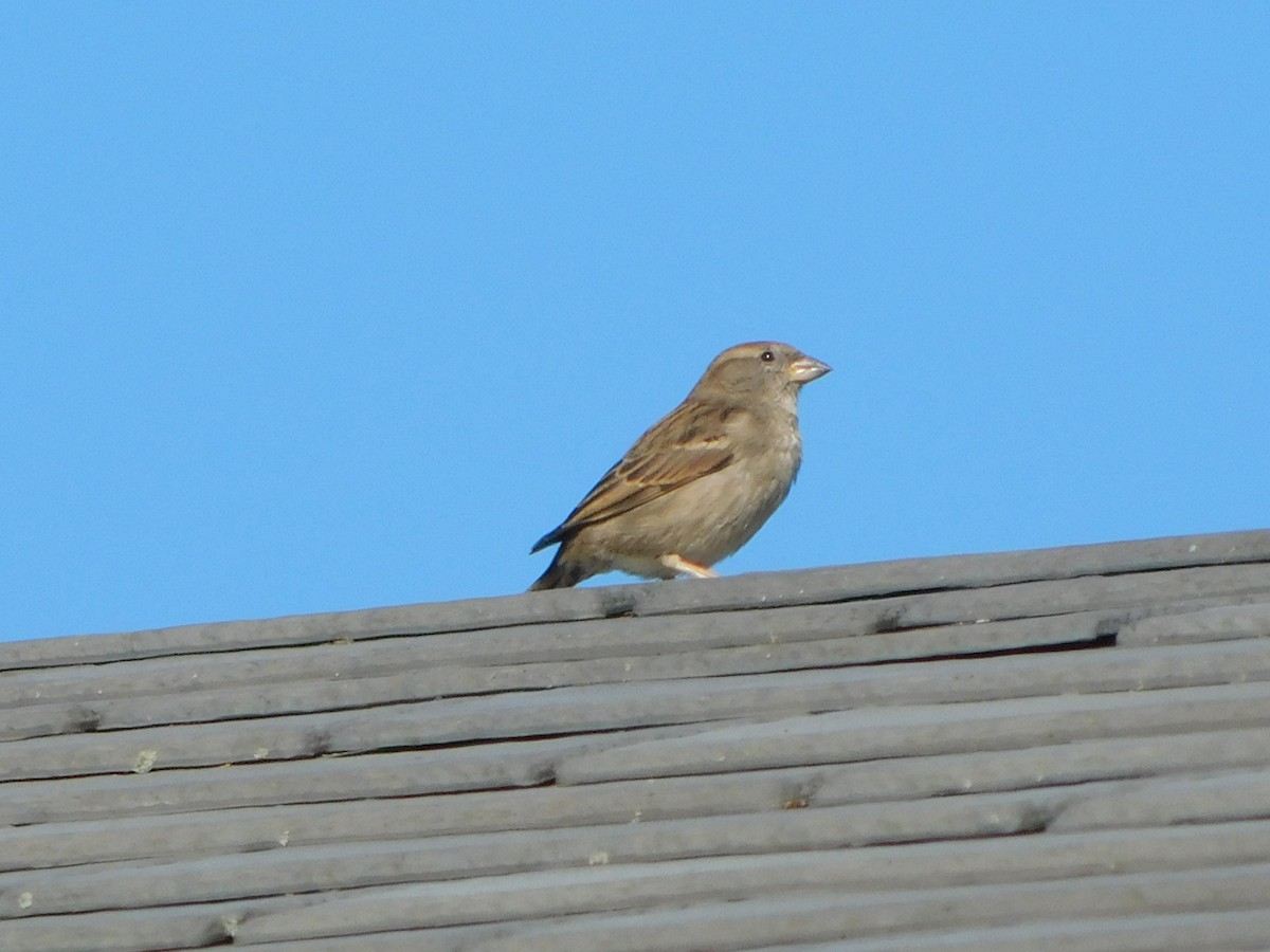 House Sparrow - ML633715022