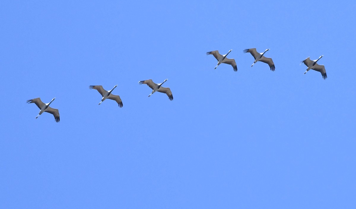 Demoiselle Crane - ML633715036