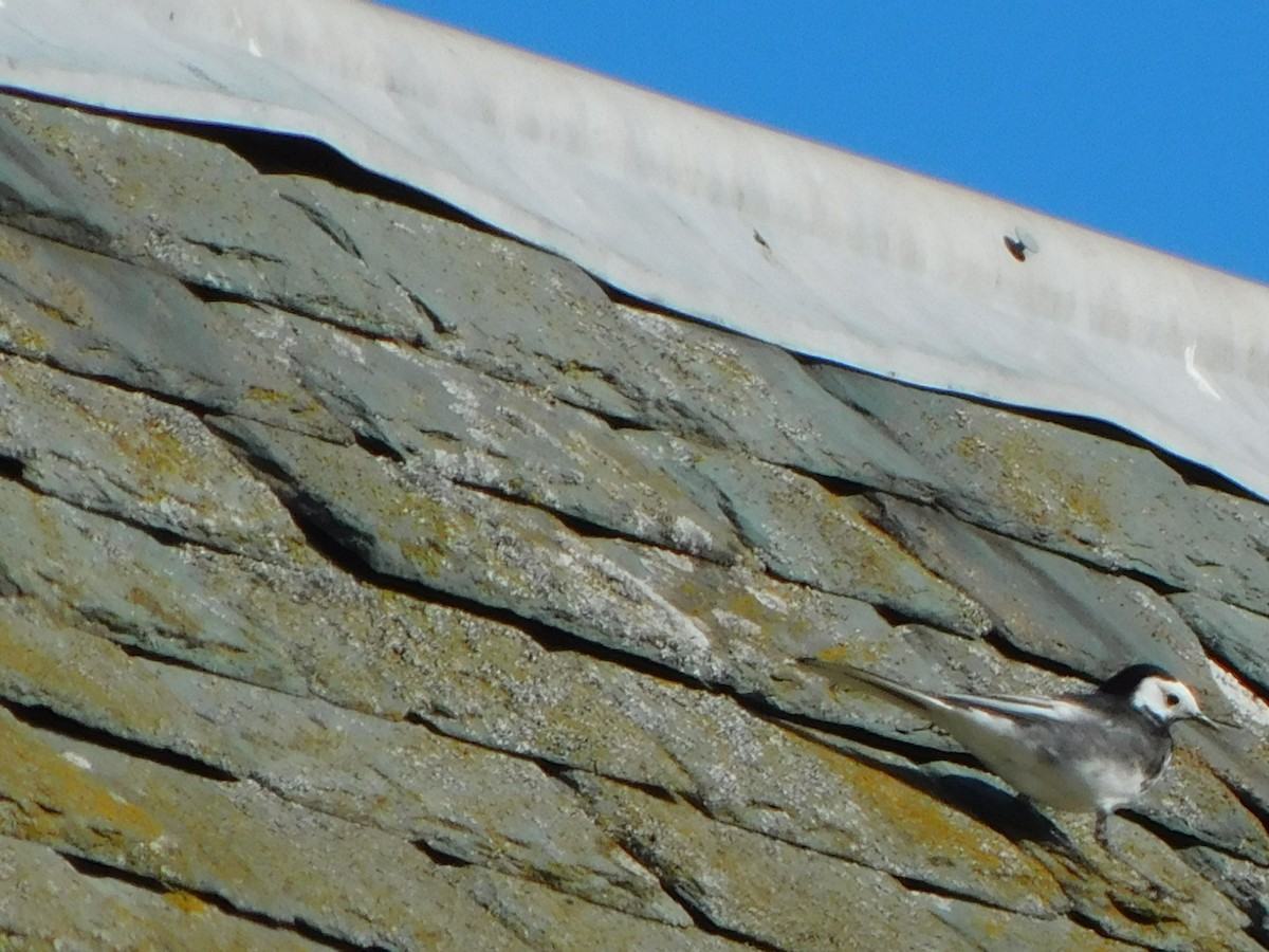 White Wagtail - ML633715056