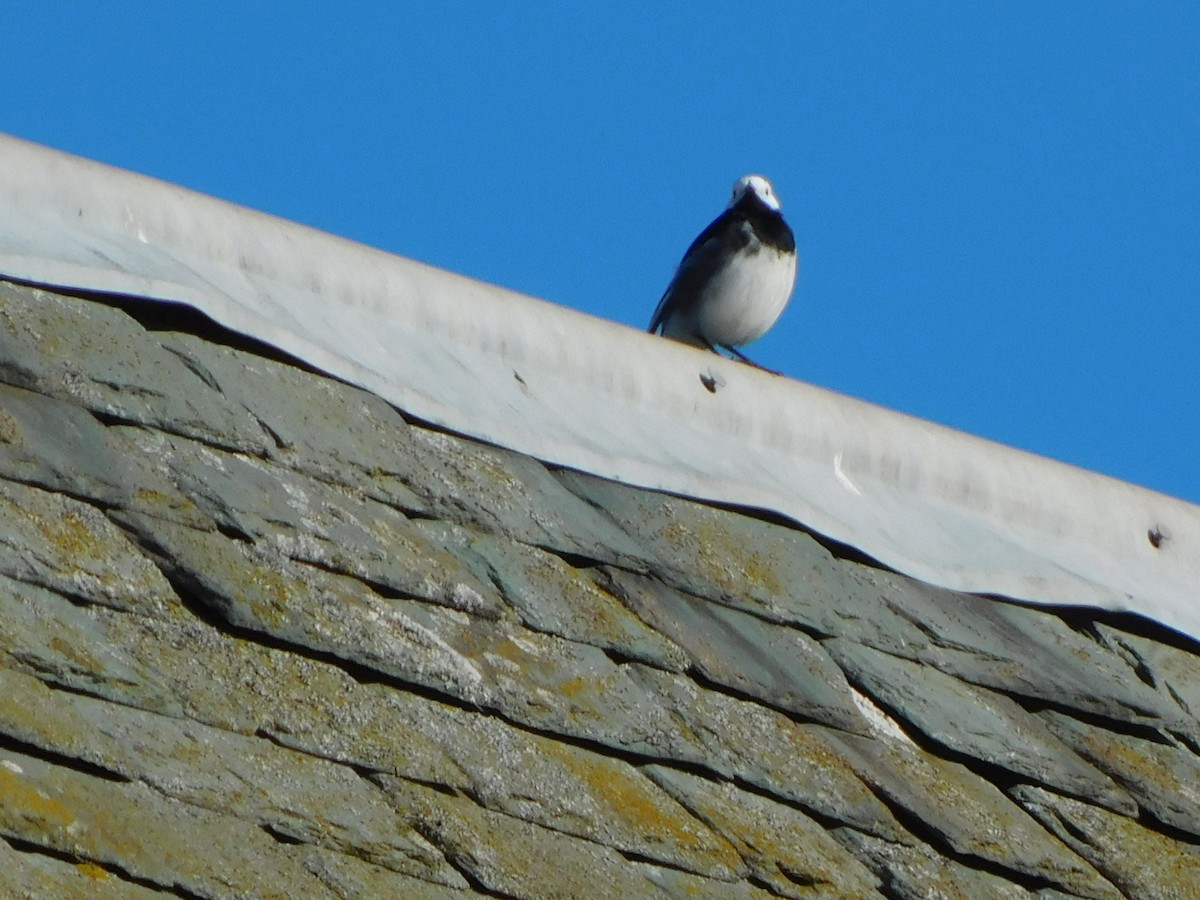 White Wagtail - ML633715057