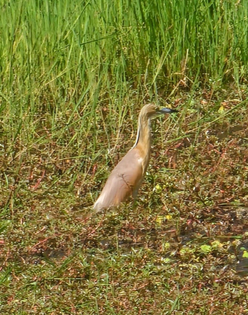 Squacco Heron - ML633715101