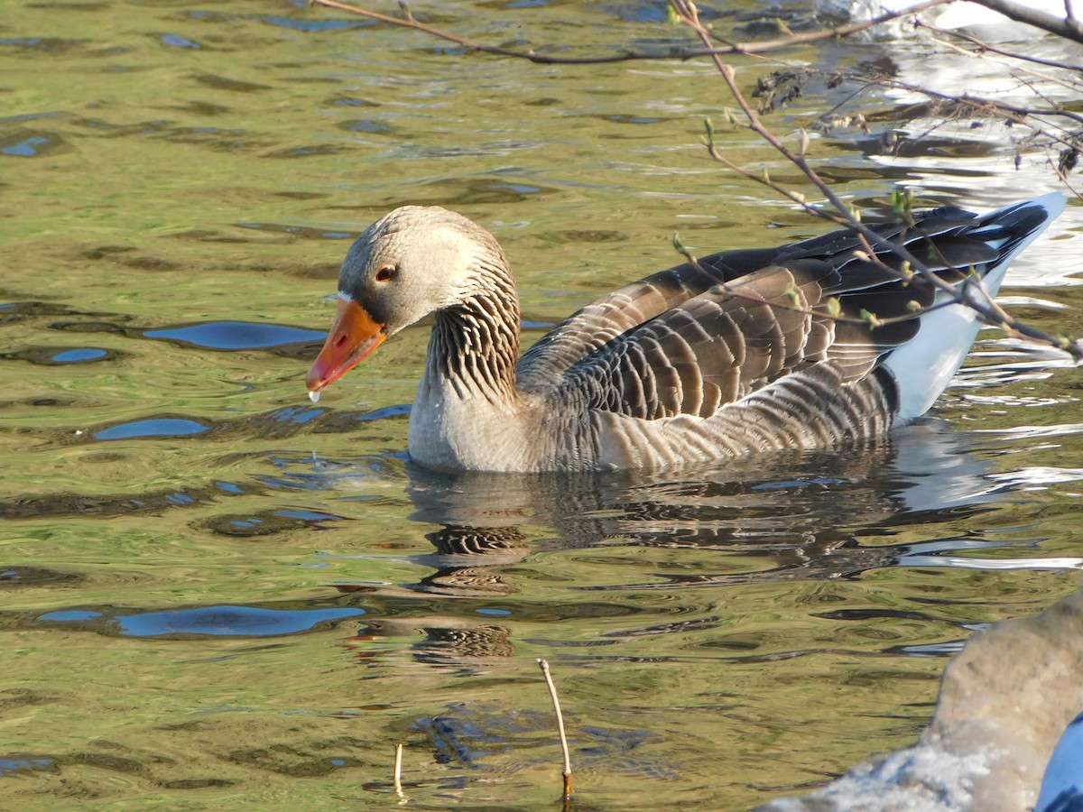 Graylag Goose - ML633715134