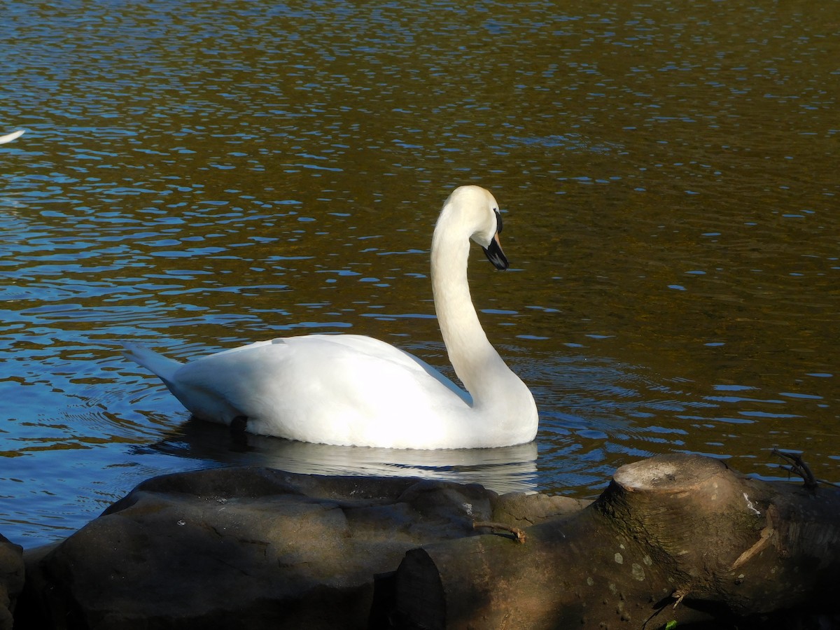 Mute Swan - ML633715151