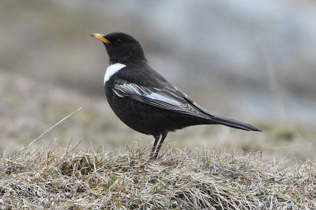 Ring Ouzel - ML633715180