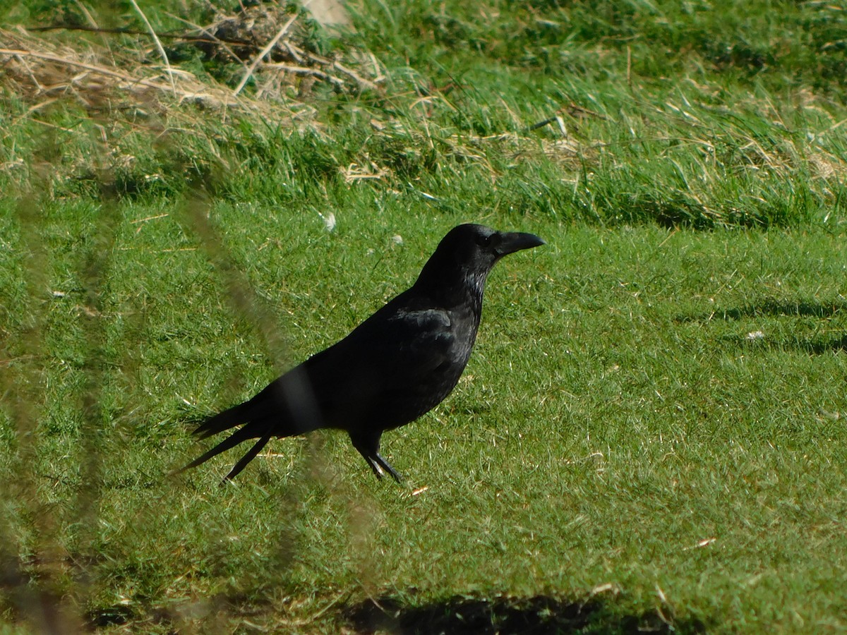 Carrion Crow - ML633715207
