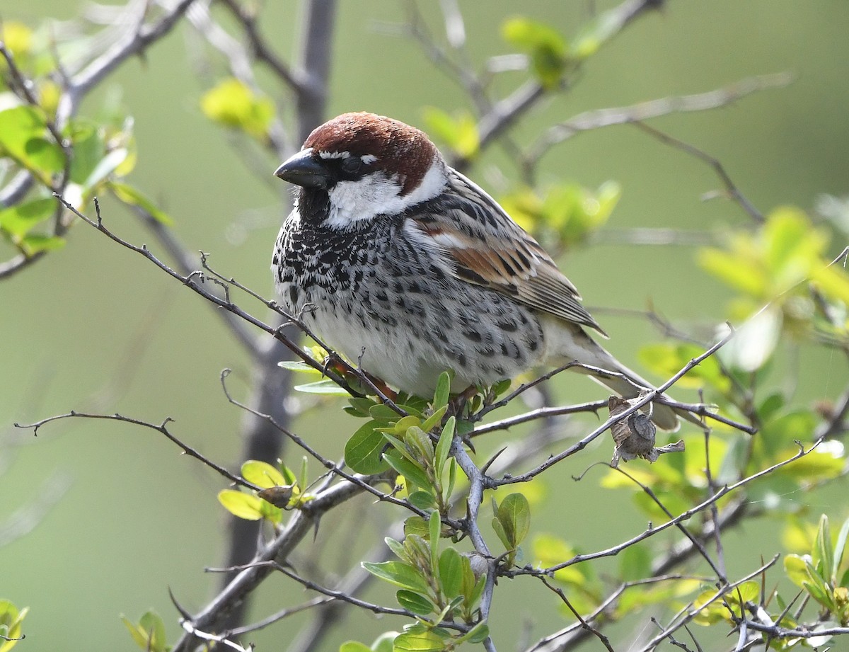 Spanish Sparrow - ML633715256