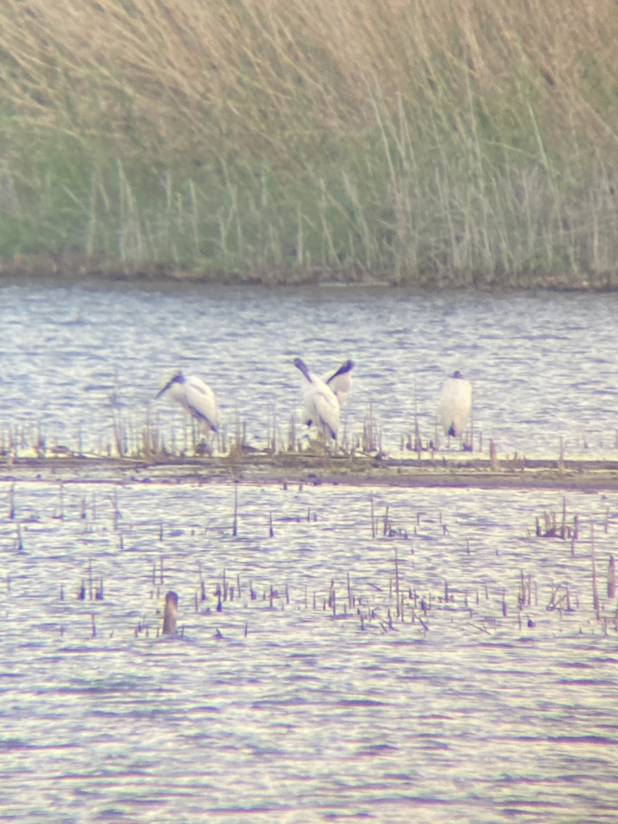 Wood Stork - ML633715266