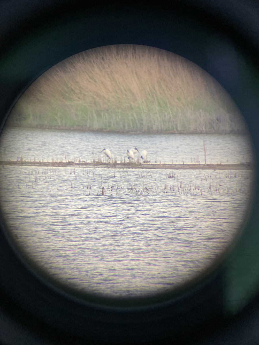 Wood Stork - ML633715268