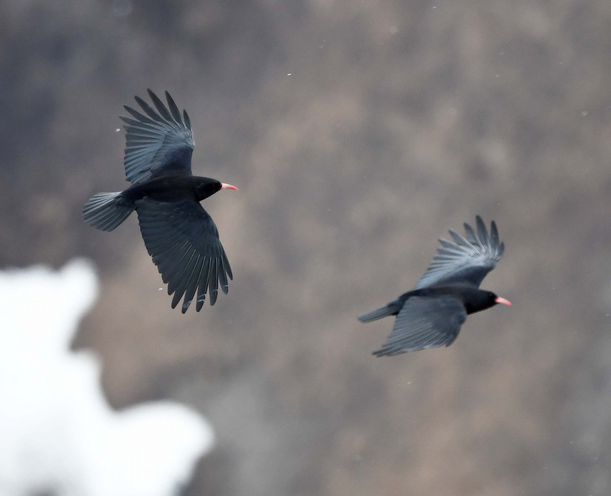 Red-billed Chough - ML633715406