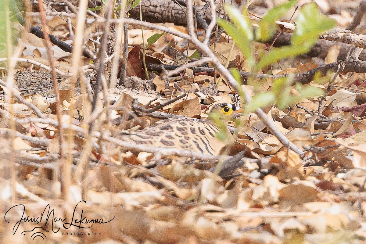 Four-banded Sandgrouse - ML633715427