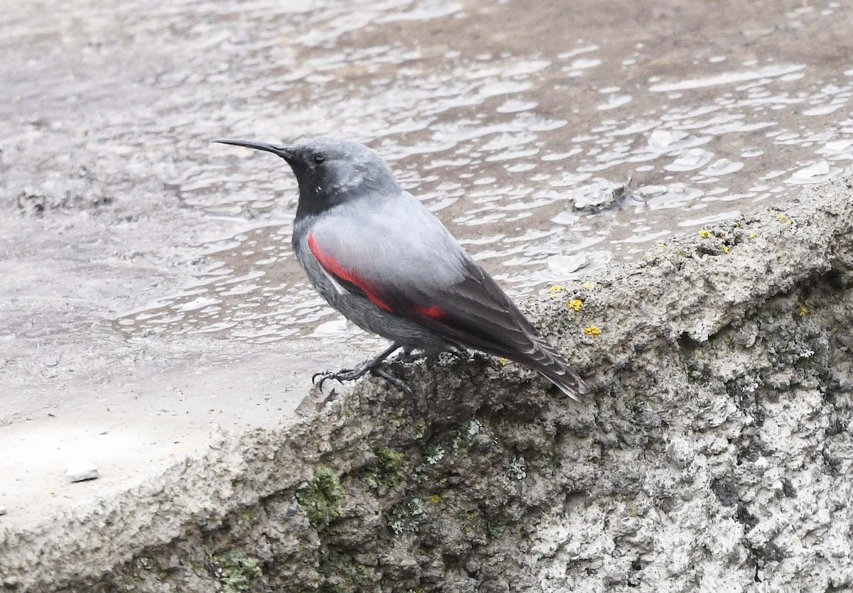 Wallcreeper - ML633715471