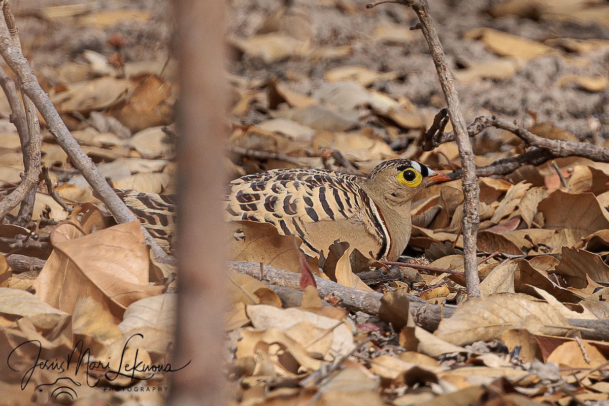 Four-banded Sandgrouse - ML633715475