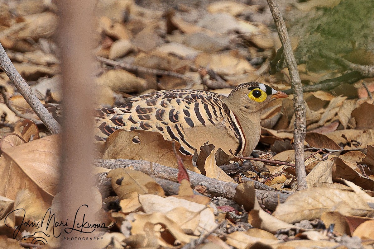 Four-banded Sandgrouse - ML633715485