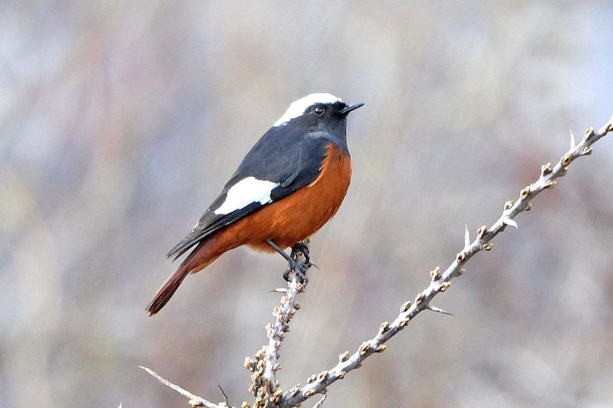 White-winged Redstart - ML633715509