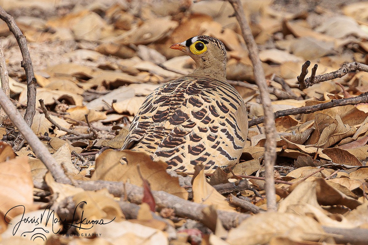 Four-banded Sandgrouse - ML633715512