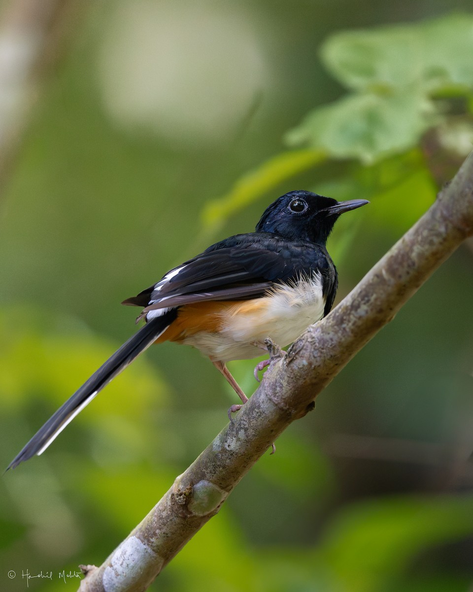 Andaman Shama - ML633715538