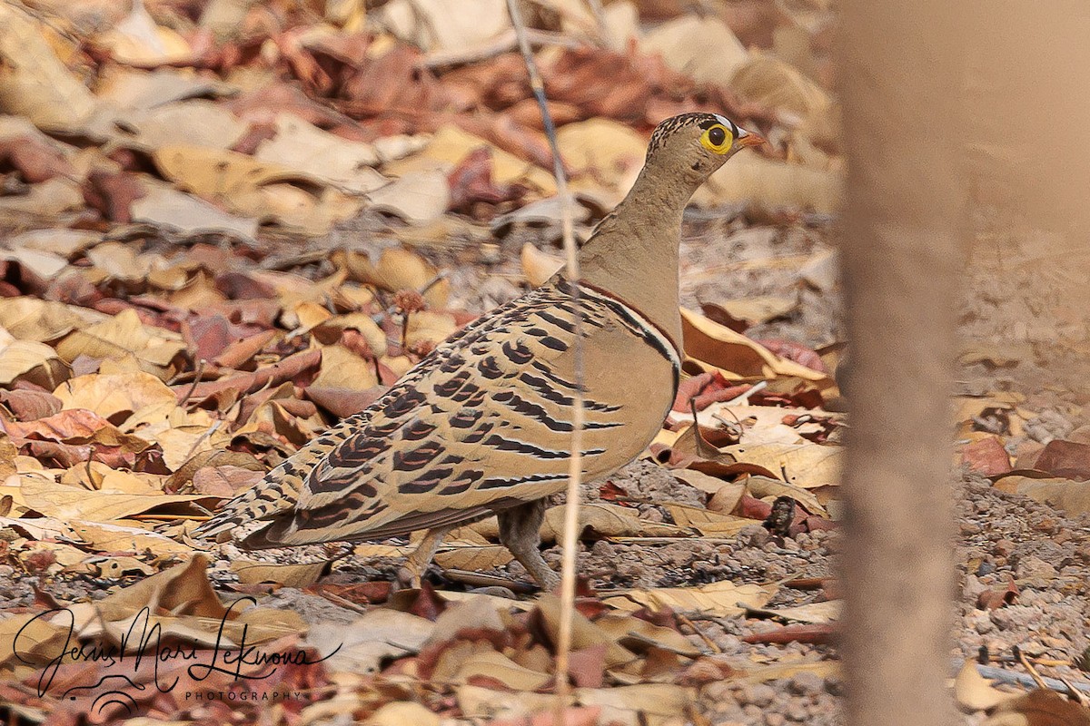 Four-banded Sandgrouse - ML633715540