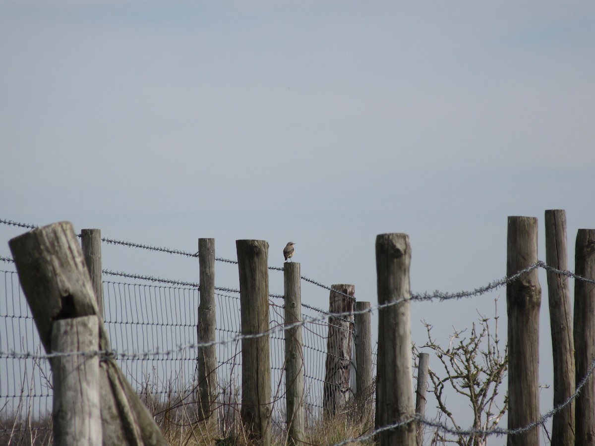 Culbianco - ML633715551