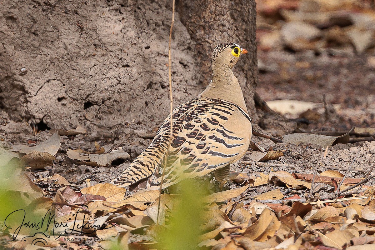 Four-banded Sandgrouse - ML633715568