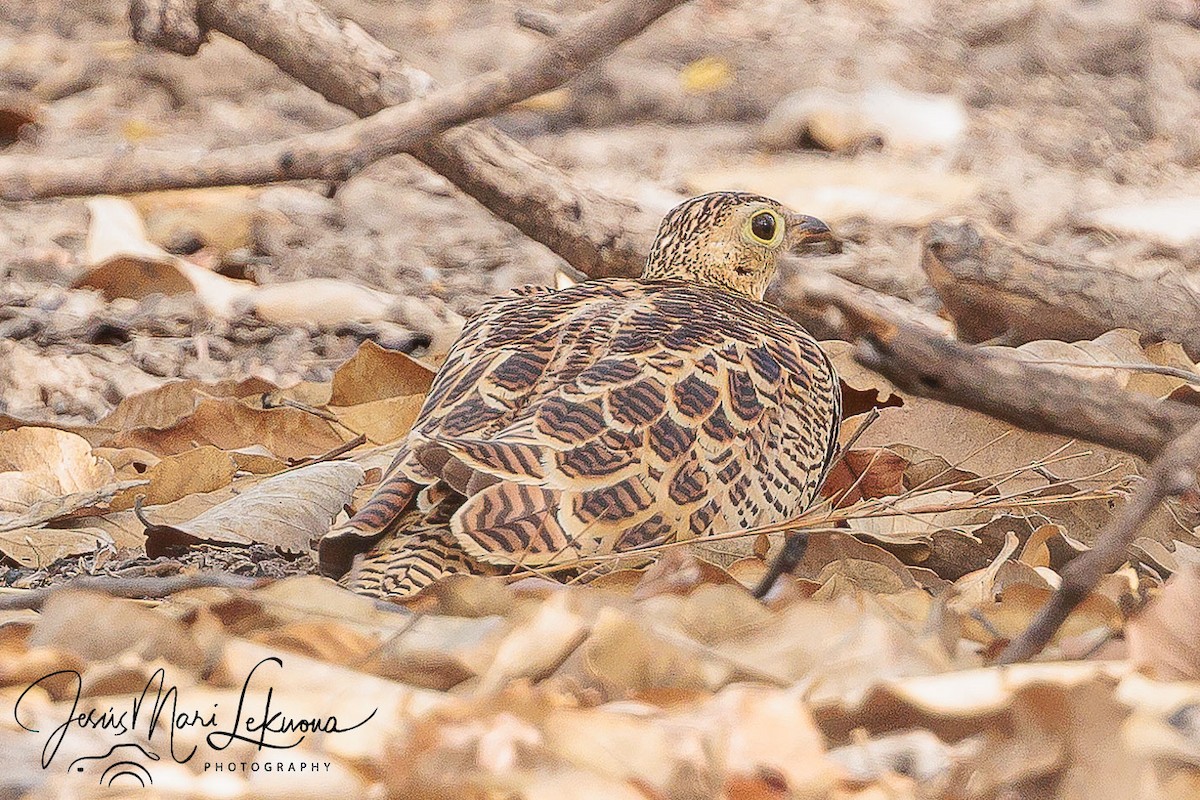 Four-banded Sandgrouse - ML633715596