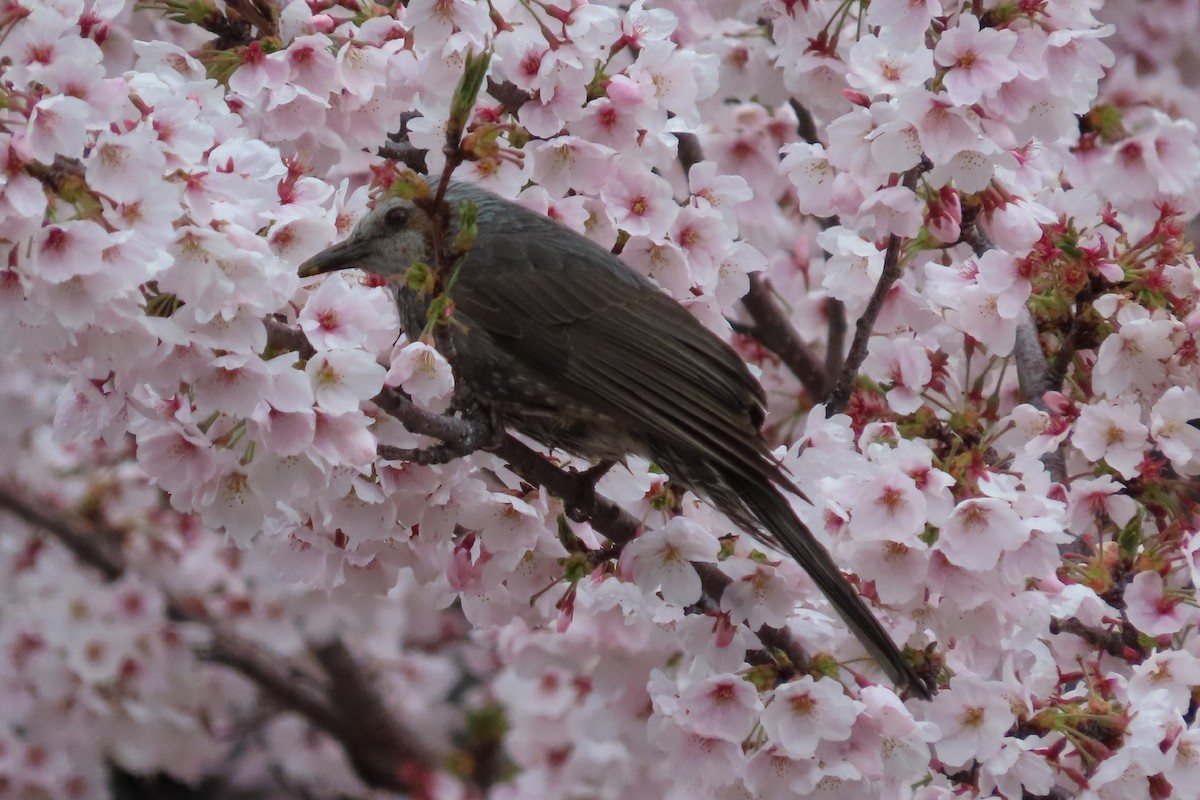 Bulbul à oreillons bruns - ML633715706