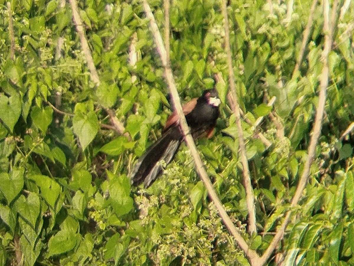 Greater Coucal - ML633715739