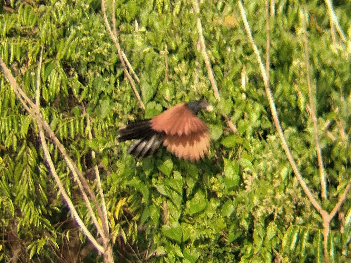 Greater Coucal - ML633715740